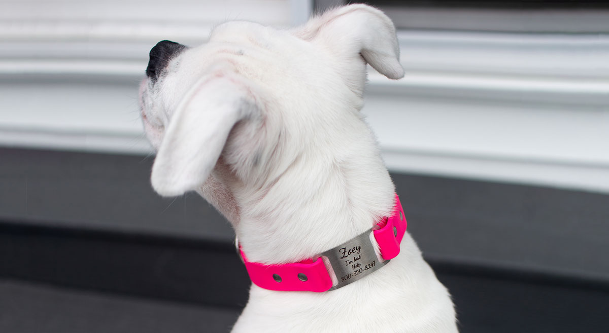 10 Benefits of Personalized Dog Collars dogIDs