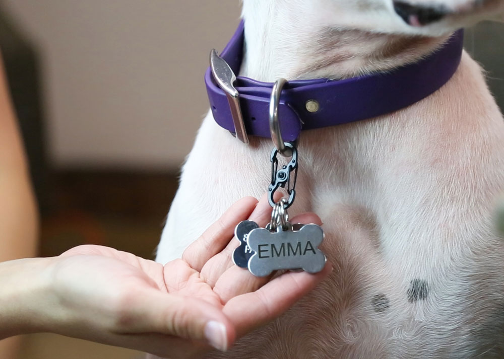 The Top Dog Names of 2014 for Puppy Name Ideas dogIDs