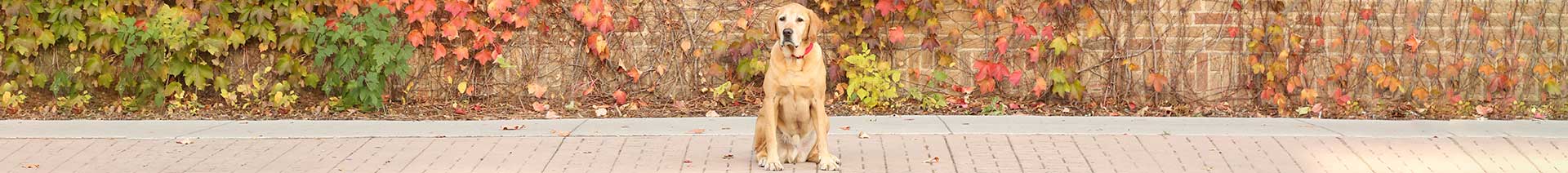 Dog on Side walk