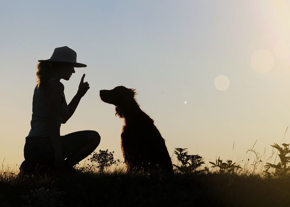 Does Scruffing Work On Dogs