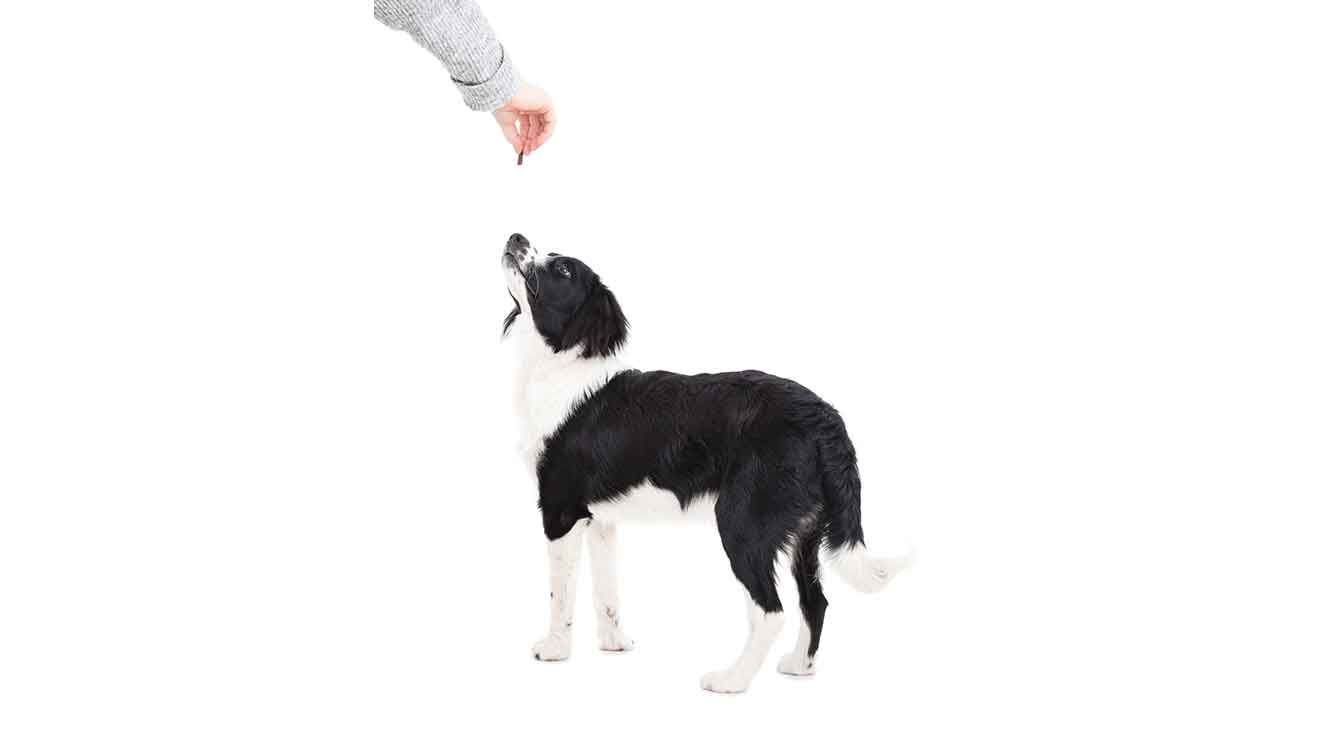 How to Teach a Dog to Take Treats Gently dogIDs