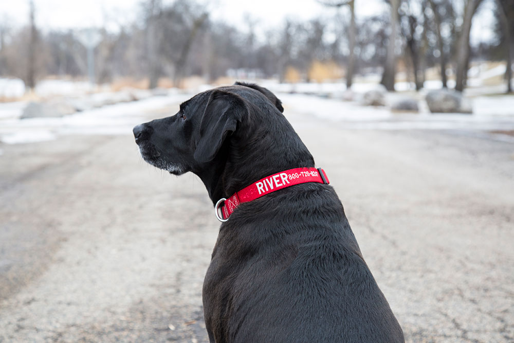 Lucky Love Dog Christmas Holiday Winter Dog Collars Cute Colorful  Comfortable Collar For Small Medium Large Dogs Girl Dog Collar