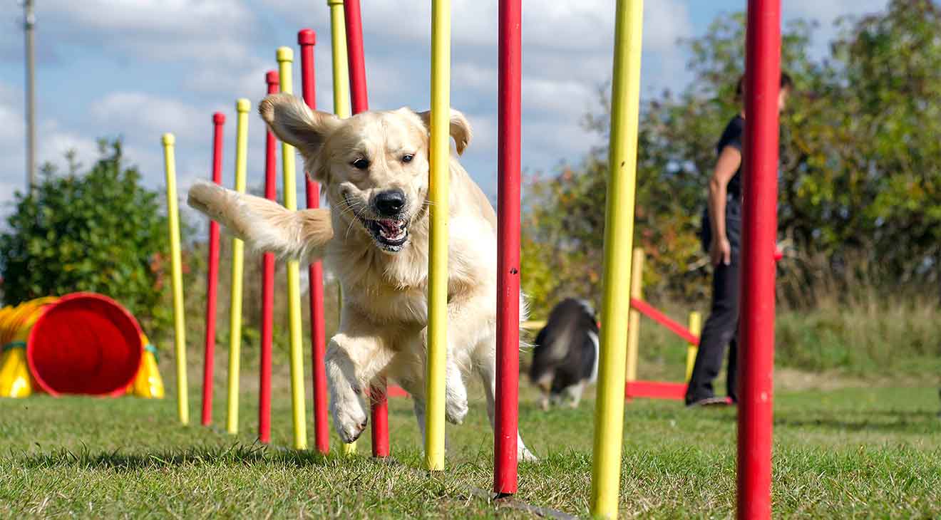 Five Reasons to Try Dog Agility dogIDs