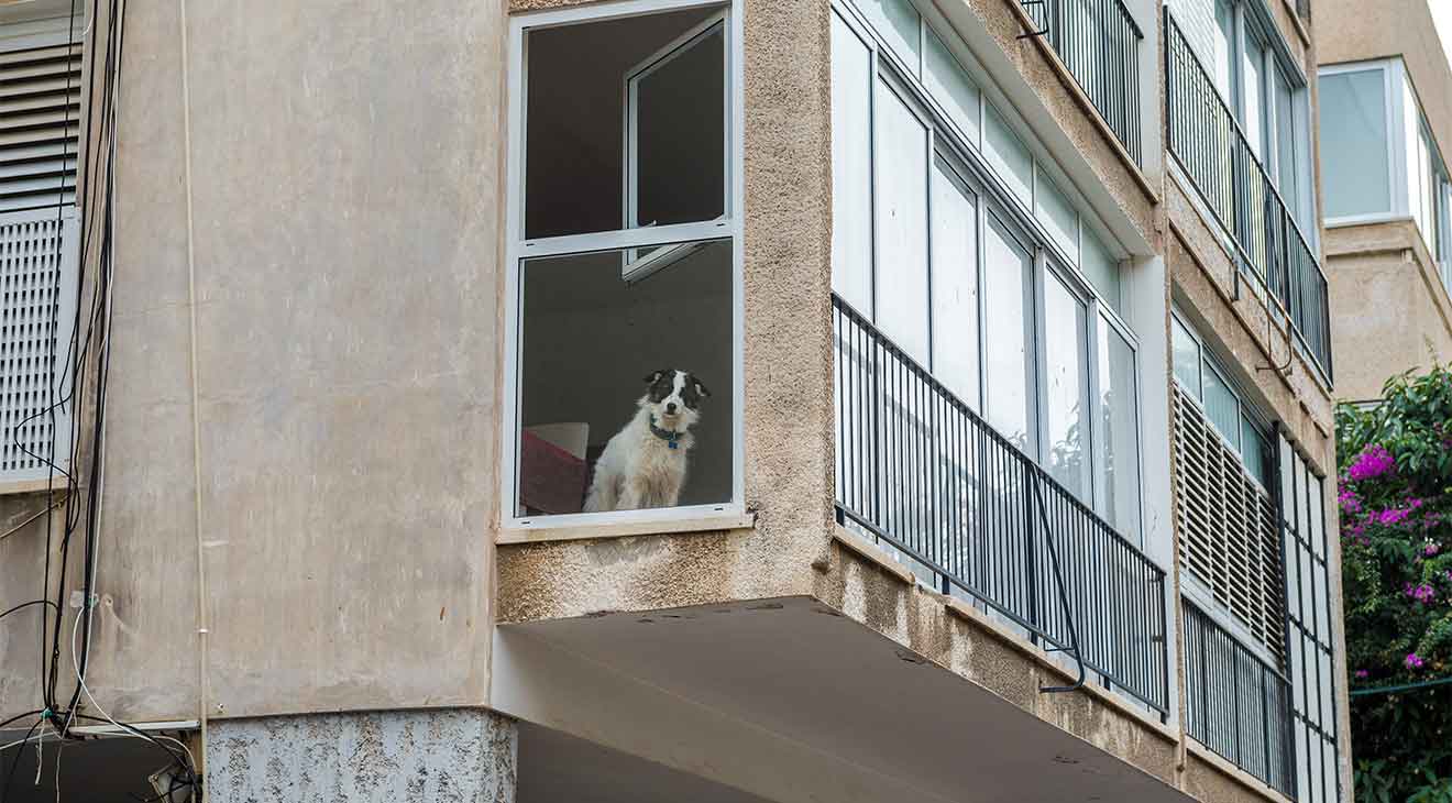 Keeping Your Dog Happy & Healthy in an Apartment dogIDs