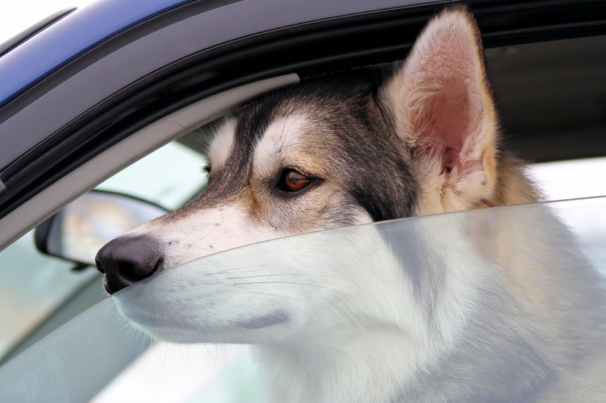 What to Do if You See a Dog Left in a Hot Car - dogIDs
