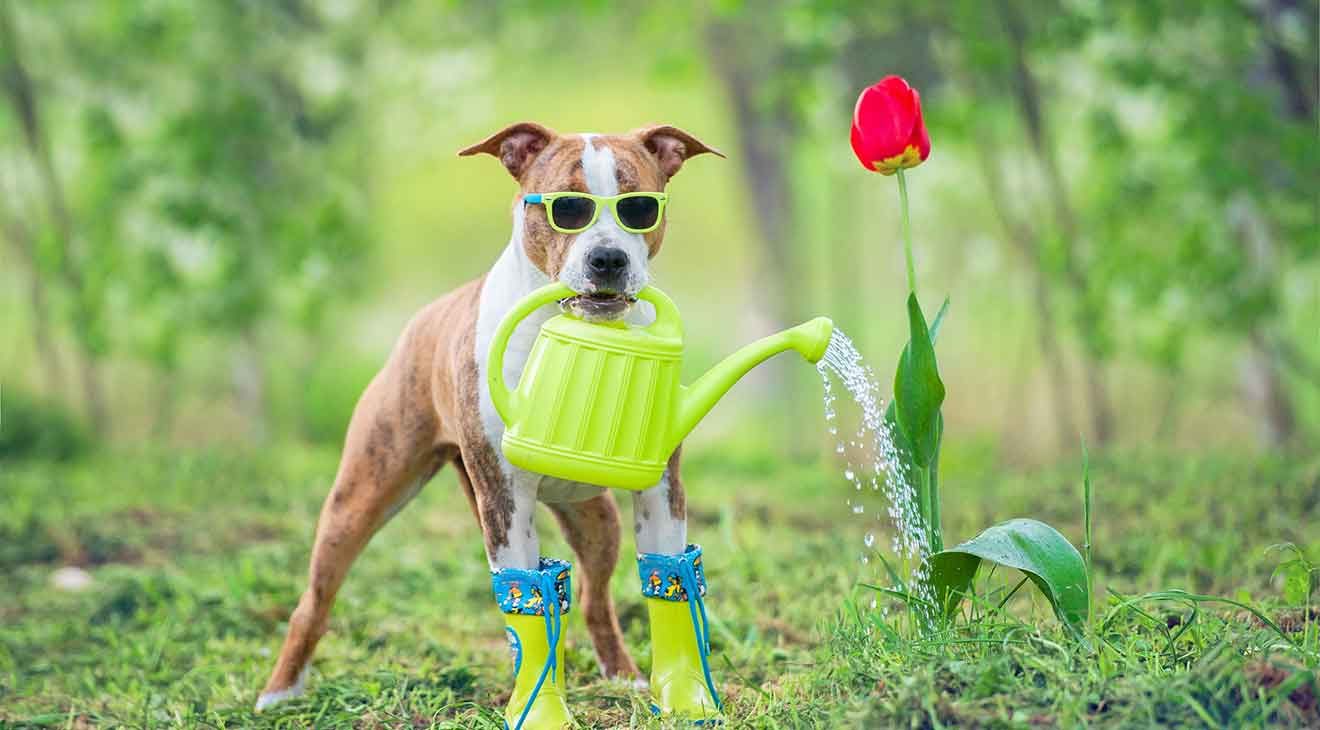 are garden fertilizers safe for dogs