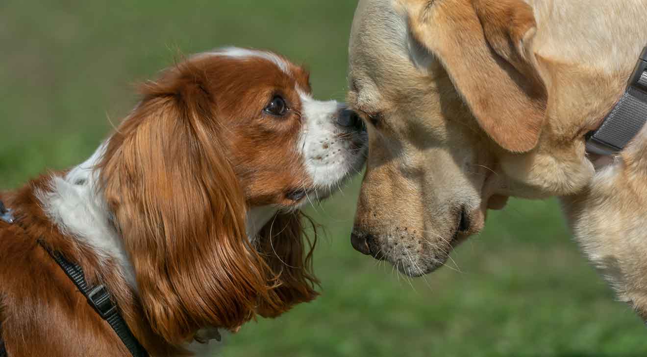 Image showcasing How to Safely Introduce Dogs to Each Other - dogIDs