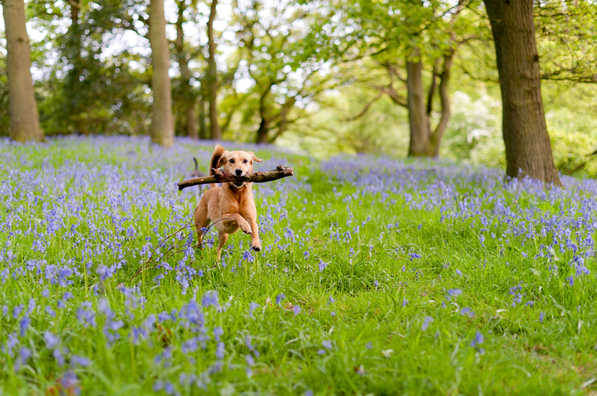 How to Exercise Your Dog When It's Hot Outside - dogIDs