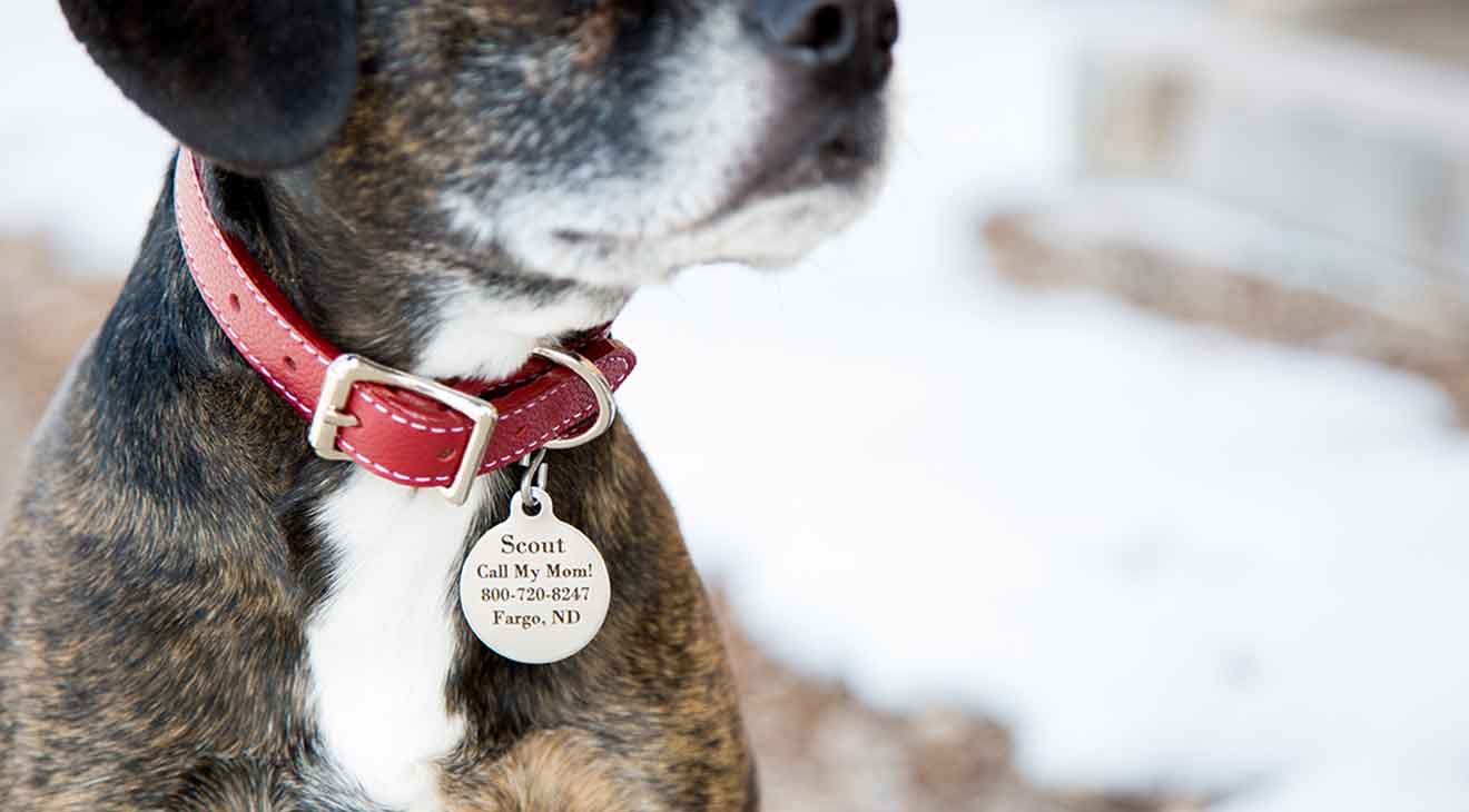 Dog sales with tag