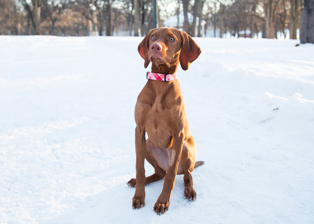 How to Exercise Your Dog When It's Hot Outside - dogIDs