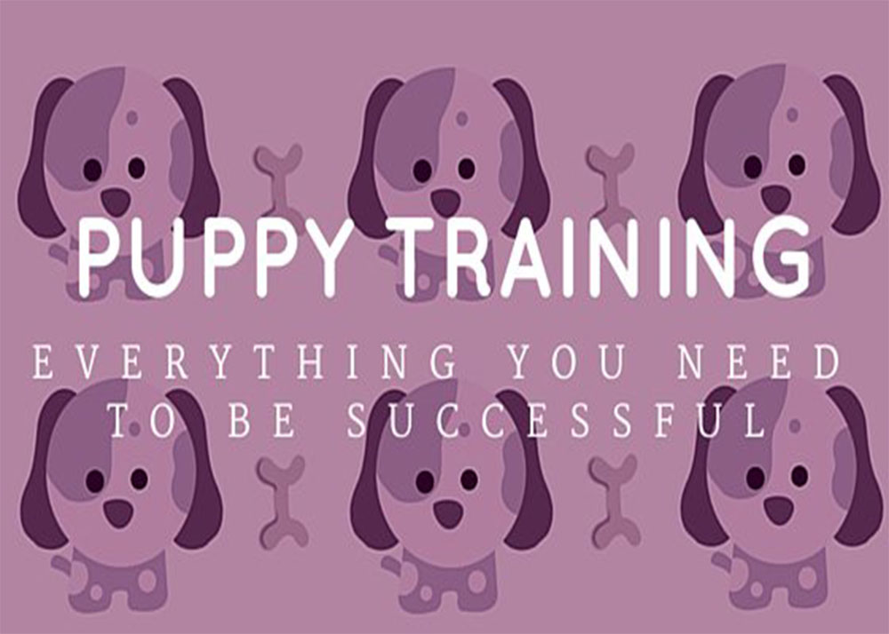 Puppy Training Tips & Advice to Be Successful dogIDs