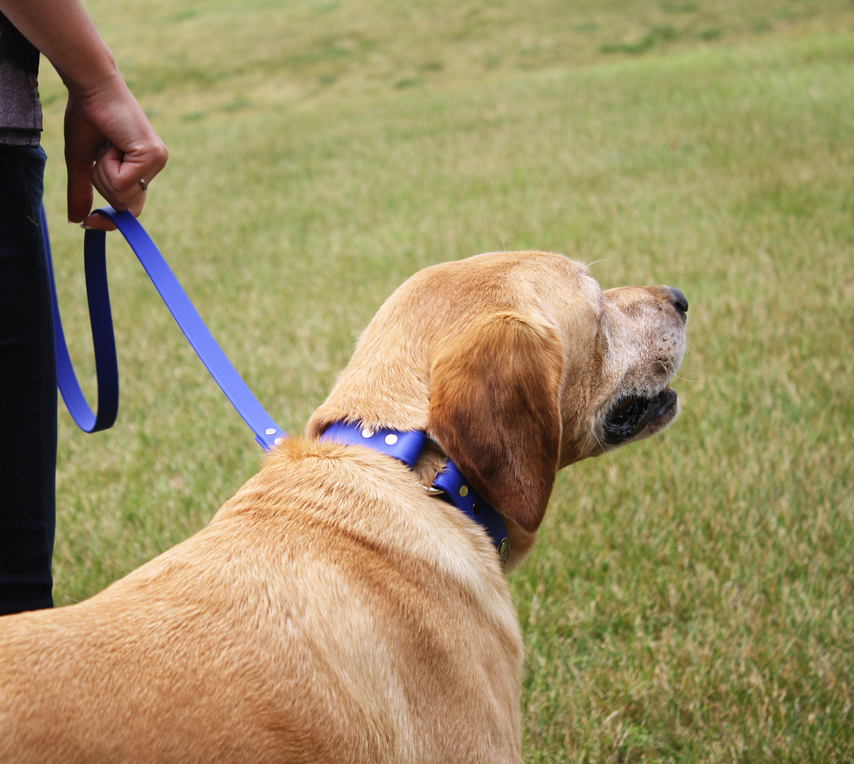 Center Ring Dog Collars for Added Safety dogIDs