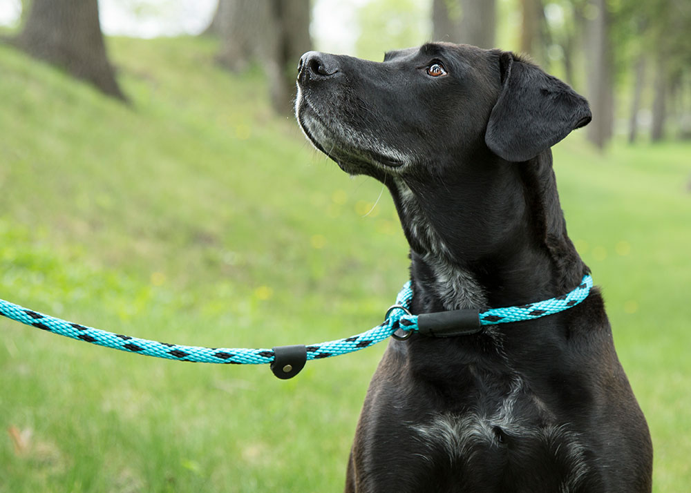 Dog shop lead collar