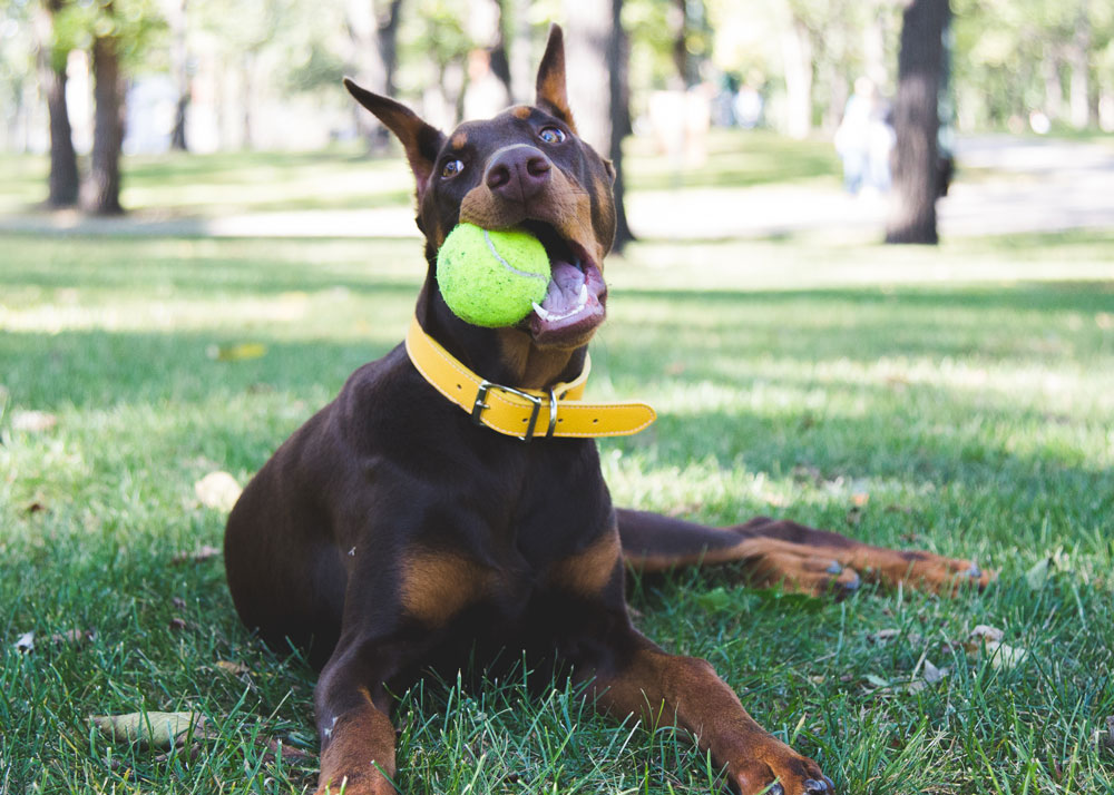 How to play fetch safely