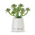Back view that says "just because" on a small green artificial succulent in a cream ceramic planter.