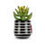 Right profile view of a mini black ceramic container with white stripes and a raised red heart. The container has an artificial succulent.