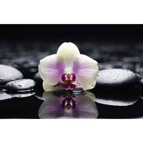 ORCHID ON BLACK BY MEE TING 40x60