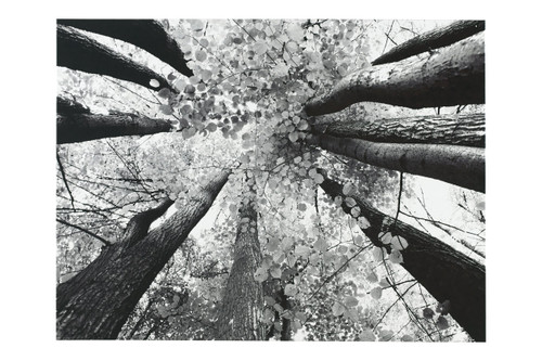 ANANYA WALL ART-A8000035