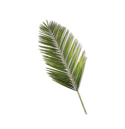 Altar Date Palms - 4/pk