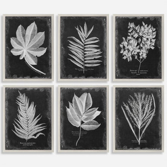 Uttermost Foliage Framed Prints Set/6 (85|33671)