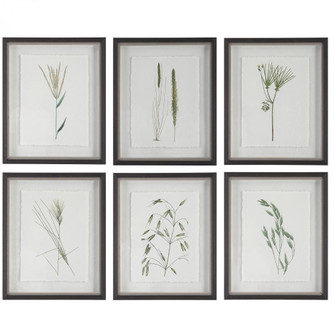 Uttermost Forest Finds Framed Prints, S/6 (85|41459)