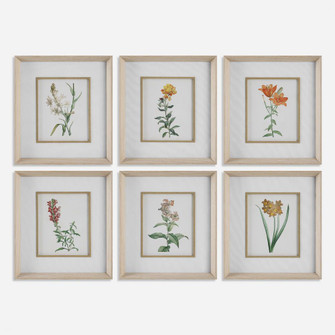 Classic Botanicals Framed Prints Set/6 (85|32284)