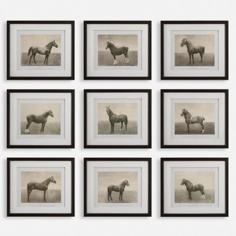 Uttermost Equine Dynasty Framed Prints Set/9 (85|32343)
