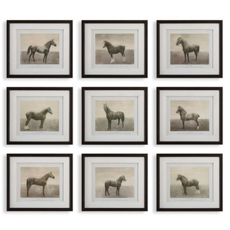 Uttermost Equine Dynasty Framed Prints Set/9 (85|32343)