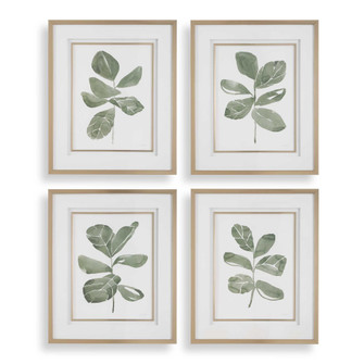 Uttermost Fiddle Head Leaf Botanical Prints Set/4 (85|32454)