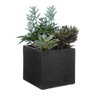 Uttermost Greystone Indoor-Outdoor Succulent (85|60272)