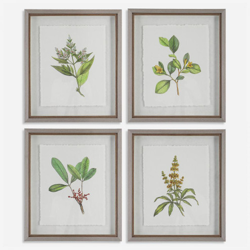 Uttermost Wildflower Study Framed Prints Set/4 (85|41461)