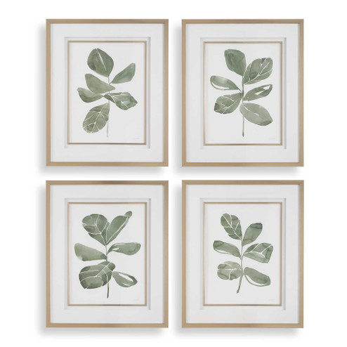 Uttermost Fiddle Head Leaf Botanical Prints Set/4 (85|32454)