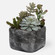 Uttermost Alverio Desert Garden Succulents (85|60173)
