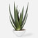 Uttermost Evarado Aloe Planter (85|60177)