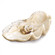 Regina Andrew Imperial Clam Large (5533|20-1123)