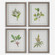 Uttermost Wildflower Study Framed Prints Set/4 (85|41461)