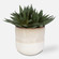 Uttermost Doha Succulent Accent (85|60213)