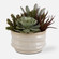 Uttermost Mesa Succulent Accent (85|60209)