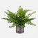 Uttermost Maidenhair Fern In Oxidized Container (85|60237)