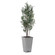 Uttermost Sonora Olive Tree In Planter (85|60269)
