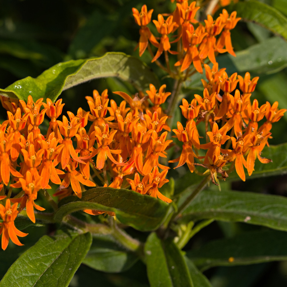 Butterfly Weed Flower Seeds - flowering | The Shops at Colonial Williamsburg