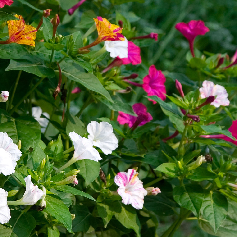 Four O'Clock Flower Seeds | The Shops at Colonial Williamsburg