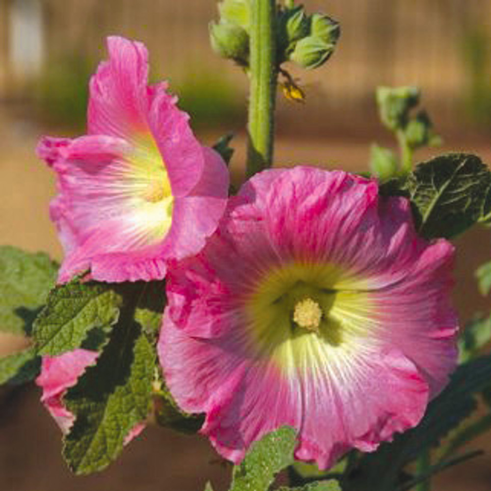 Hollyhock Flower Seeds | The Shops at Colonial Williamsburg