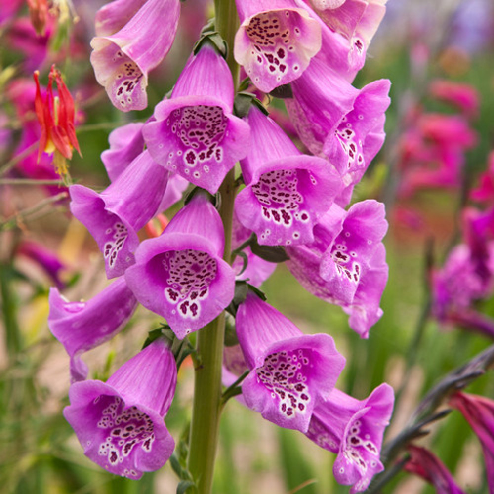 Foxglove Flower Seeds | The Shops at Colonial Williamsburg