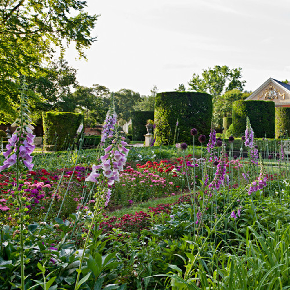 Foxglove Flower Seeds | The Shops at Colonial Williamsburg