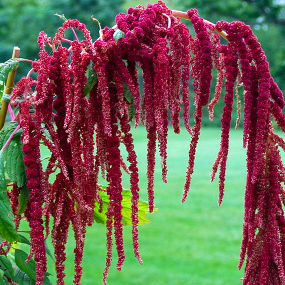 Amaranthus Flower Seeds | The Shops at Colonial Williamsburg