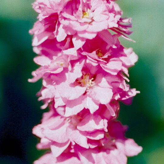 Rocket Larkspur Flower Seeds