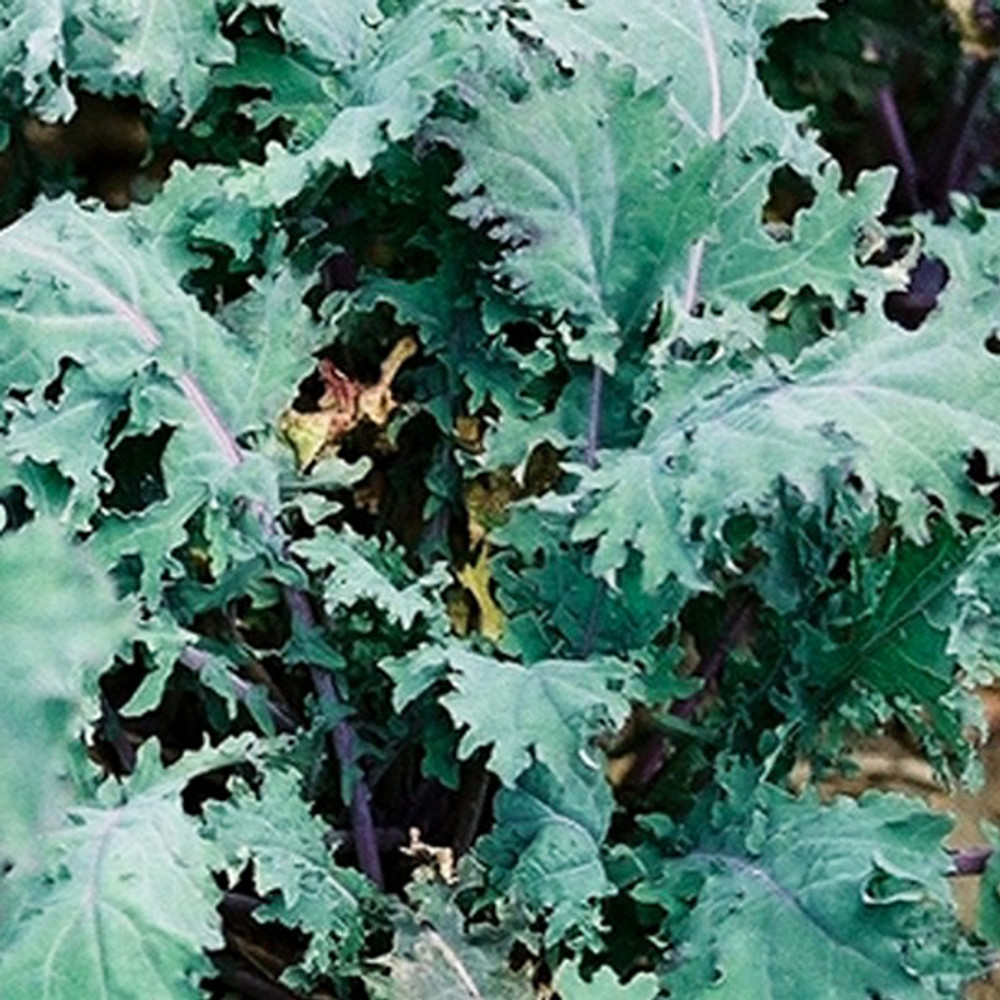 Russian Red Kale Vegetable Seeds | The Shops at Colonial Williamsburg