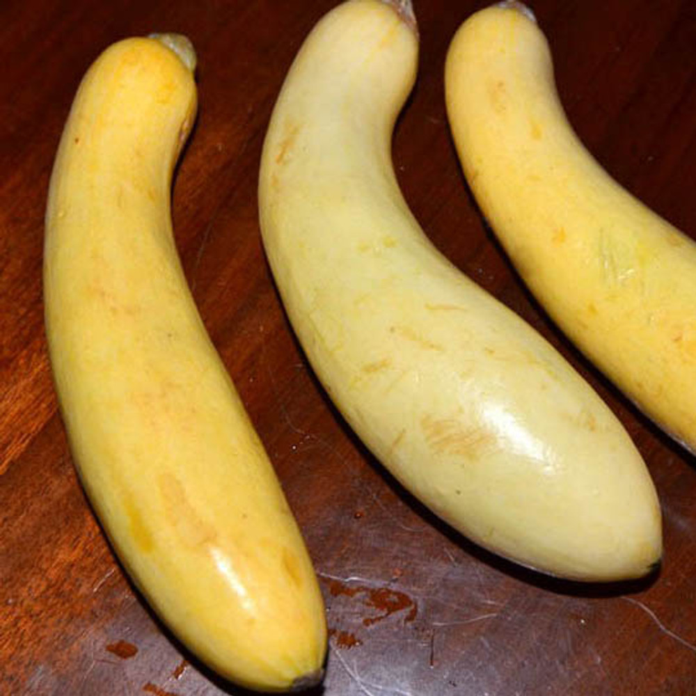 Crookneck Squash Vegetable Seeds | The Shops at Colonial Williamsburg