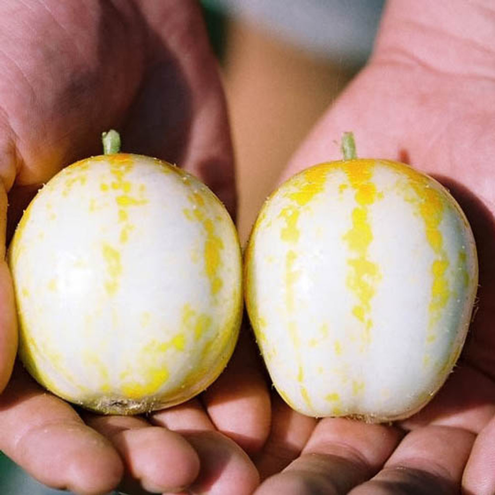 Pickling Cucumber Vegetable Seeds | The Shops at Colonial Williamsburg